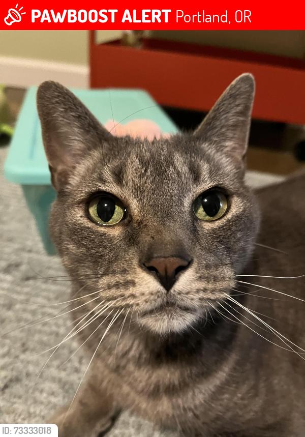 Lost Male Cat last seen Southeast 28th and Tibbetts, Portland, OR 97202