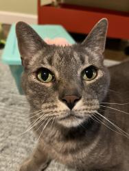 Lost Male Cat last seen Southeast 28th and Tibbetts, Portland, OR 97202