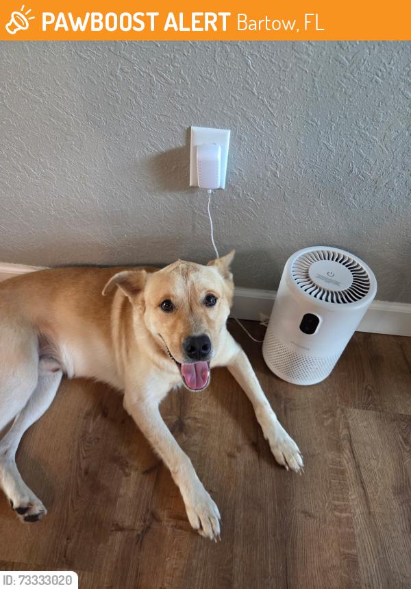 Found/Stray Male Dog last seen EF griffin rd Bartow, Bartow, FL 33830