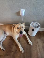 Found/Stray Male Dog last seen EF griffin rd Bartow, Bartow, FL 33830