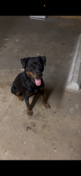 Found/Stray Female Dog last seen Walnut Creek, Burklin Ln, Magnolia, TX 77355