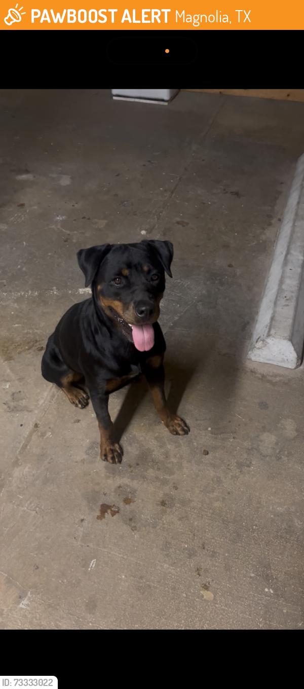 Found/Stray Female Dog last seen Walnut Creek, Burklin Ln, Magnolia, TX 77355