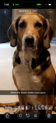 Reunited Male Dog last seen Golf Course and Midkiff St, Midland, TX 79701