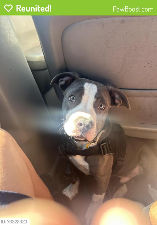 Reunited Male Dog last seen National City, National City, CA 91950