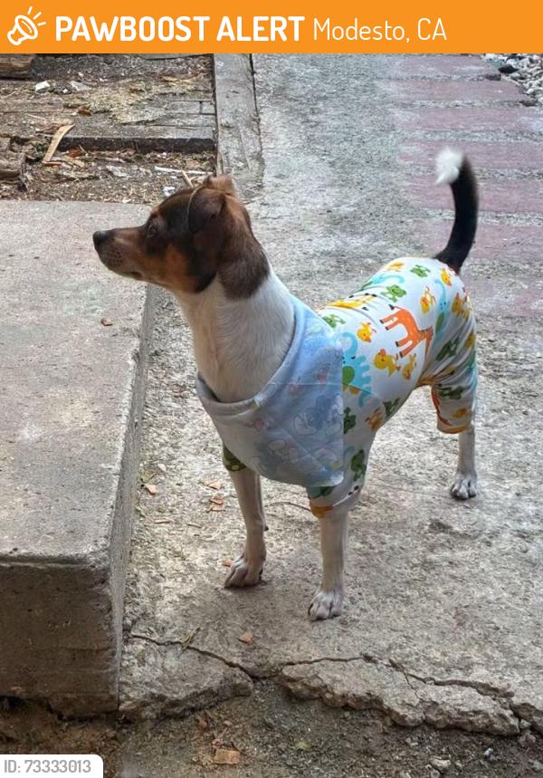Found/Stray Unknown Dog last seen 14th st and E st, Modesto, CA 95354