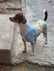 Found/Stray Unknown Dog last seen 14th st and E st, Modesto, CA 95354