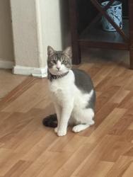 Reunited Female Cat last seen Near Newburn Ct, Beaumont, CA 92223, USA, Beaumont, CA 92223