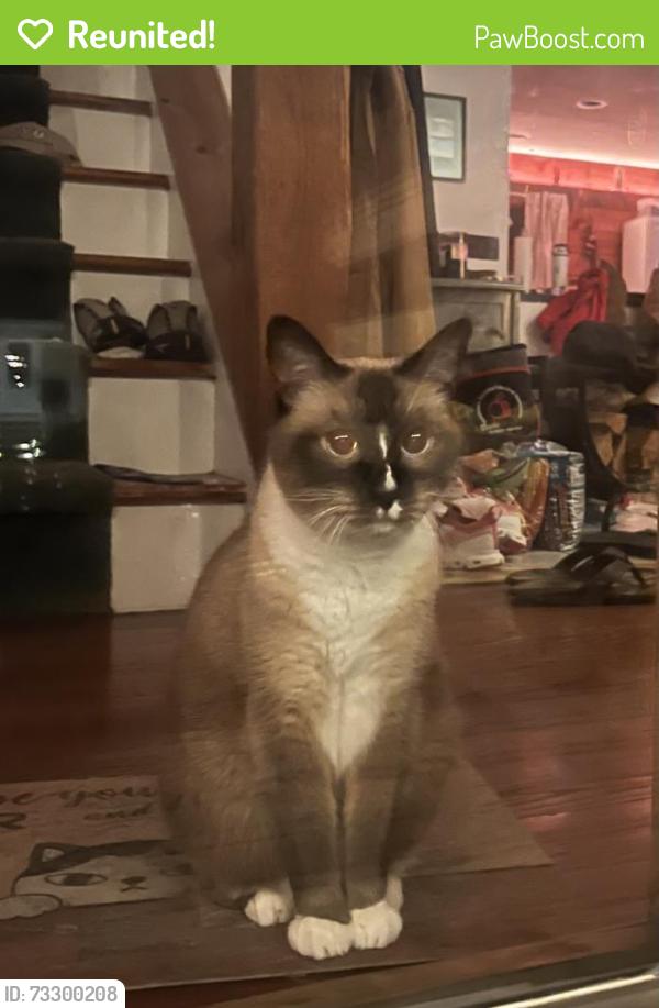 Reunited Female Cat last seen N. Wanamassa Dr, near Deal Lake and the cabin, Ocean Township, NJ 07712