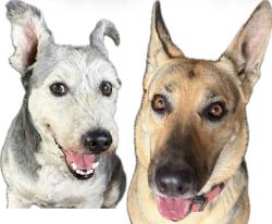 Reunited Unknown Dog last seen Lincoln St & State College Blvd, Anaheim, CA 92815