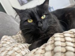 Lost Male Cat last seen 6th and Pine Street, Riverside, CA 92501