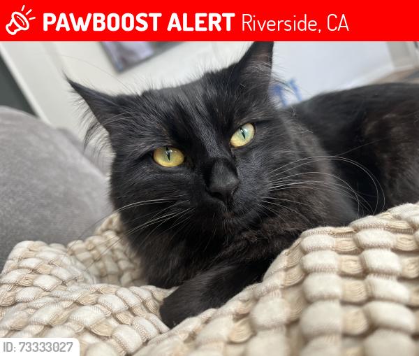 Lost Male Cat last seen 6th and Pine Street, Riverside, CA 92501
