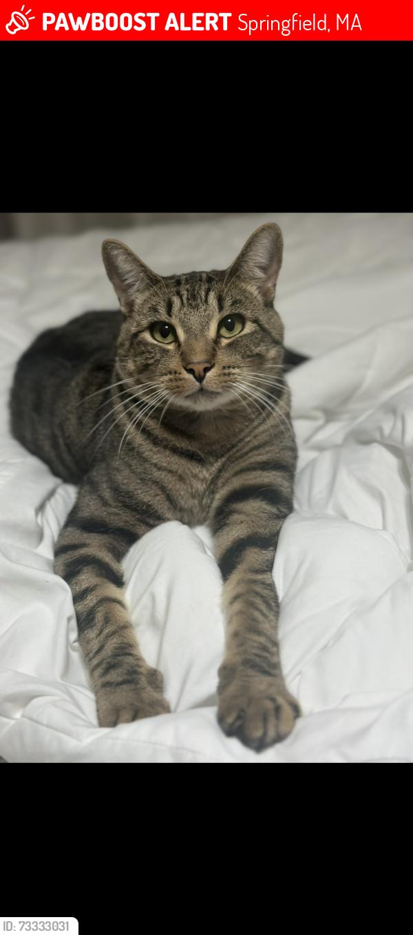 Lost Male Cat last seen Garnet st / pennfield st, Springfield, MA 01129