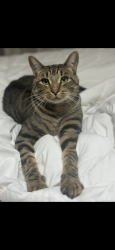 Lost Male Cat last seen Garnet st / pennfield st, Springfield, MA 01129