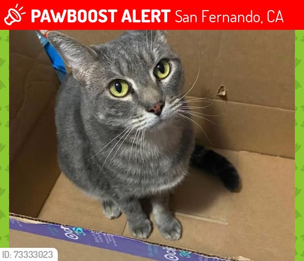 Lost Male Cat last seen Lassen & Burnet, San Fernando, CA 91345