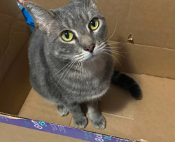 Lost Male Cat last seen Lassen & Burnet, San Fernando, CA 91345