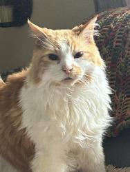 Reunited Male Cat last seen Des meurons, Winnipeg, MB R2M 0G5
