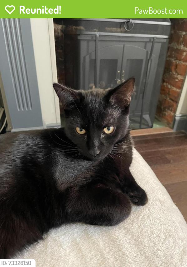 Reunited Male Cat last seen Raglan Street, Suffolk, England 