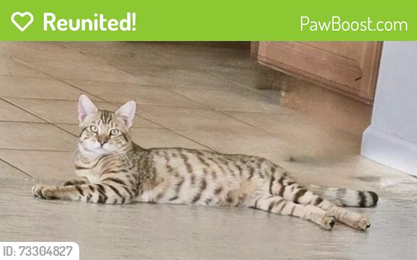 Reunited Male Cat last seen Barrel springs, Palmdale, CA 93550