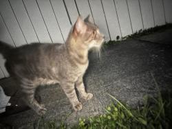 Found/Stray Male Cat last seen taylor bishop avenue, Pembroke Pines, FL 33023
