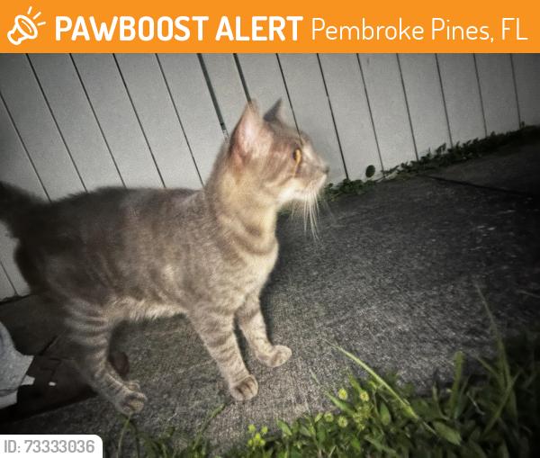 Found/Stray Male Cat last seen taylor bishop avenue, Pembroke Pines, FL 33023