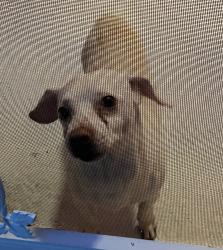 Reunited Male Dog last seen Cranberry and Sheboygan, North Port, FL 34286