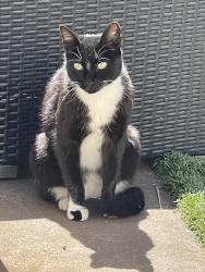Found/Stray Female Cat last seen Cox, Aptos, CA 95003