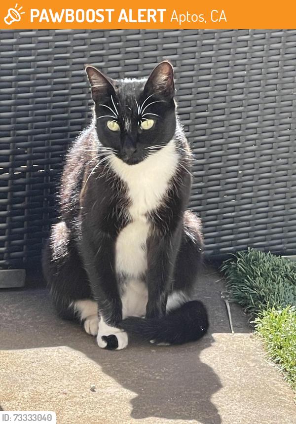 Found/Stray Female Cat last seen Cox, Aptos, CA 95003