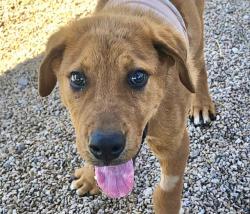 Shelter Stray Male Dog last seen , 4000 N Silverbell Rd, Tucson, AZ 85745, USA