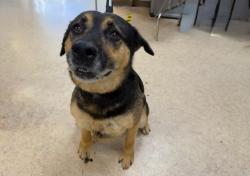 Shelter Stray Female Dog last seen , 957 N Gaffey St, San Pedro, CA 90731, USA