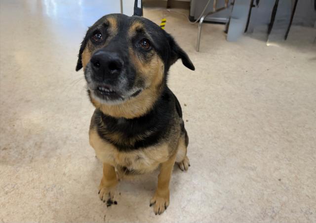 Shelter Stray Female Dog last seen , 957 N Gaffey St, San Pedro, CA 90731, USA
