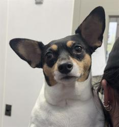 Shelter Stray Female Dog last seen , 4000 N Silverbell Rd, Tucson, AZ 85745, USA