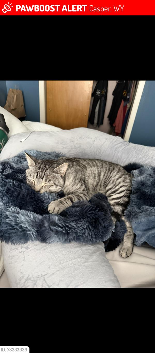 Lost Male Cat last seen Fetterman Ave and Fleetwood Pl, Casper, WY 82604