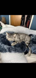 Lost Male Cat last seen Fetterman Ave and Fleetwood Pl, Casper, WY 82604