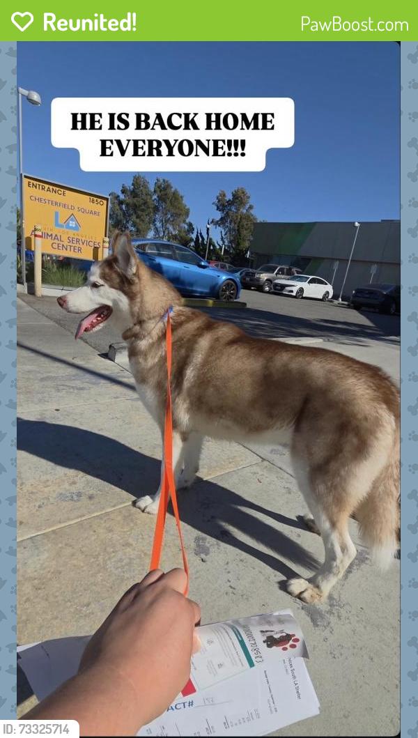 Reunited Male Dog last seen 31st and Western Ave, Los Angeles, CA 90018