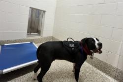 Shelter Stray Male Dog last seen Near BLOCK PETERSON RD, COLORADO SPRINGS, CO 80915, 610 Abbot Ln, Colorado Springs, CO 80905, USA
