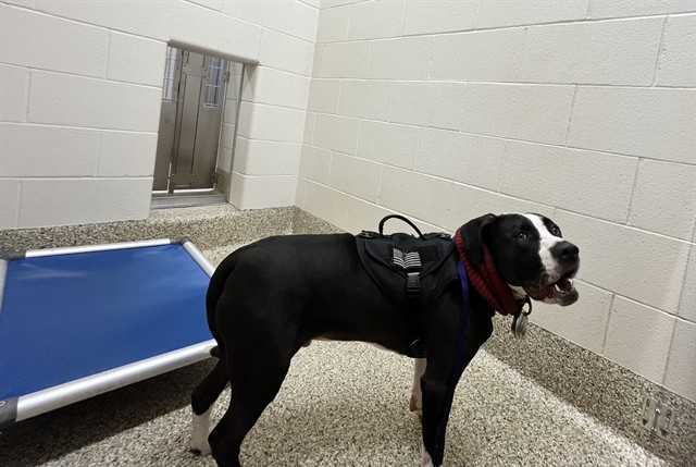 Shelter Stray Male Dog last seen Near BLOCK PETERSON RD, COLORADO SPRINGS, CO 80915, 610 Abbot Ln, Colorado Springs, CO 80905, USA