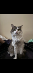Reunited Male Cat last seen Snowy Owl Ln & 158th Ter, Beaverton OR 97007, Beaverton, OR 97007