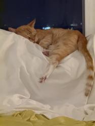 Found/Stray Male Cat last seen San Marino, Los Angeles, CA 90005