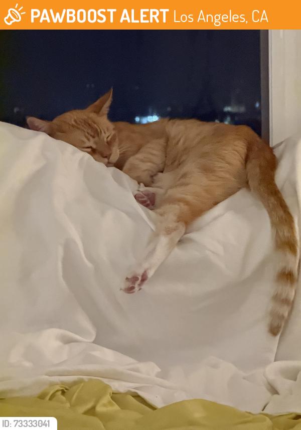 Found/Stray Male Cat last seen San Marino, Los Angeles, CA 90005