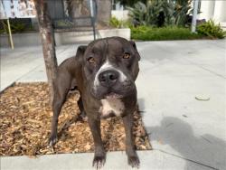 Shelter Stray Female Dog last seen , 957 N Gaffey St, San Pedro, CA 90731, USA