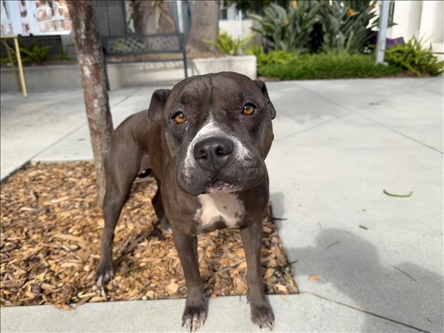 Shelter Stray Female Dog last seen , 957 N Gaffey St, San Pedro, CA 90731, USA