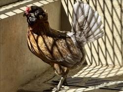 Shelter Stray Female Bird last seen , 957 N Gaffey St, San Pedro, CA 90731, USA