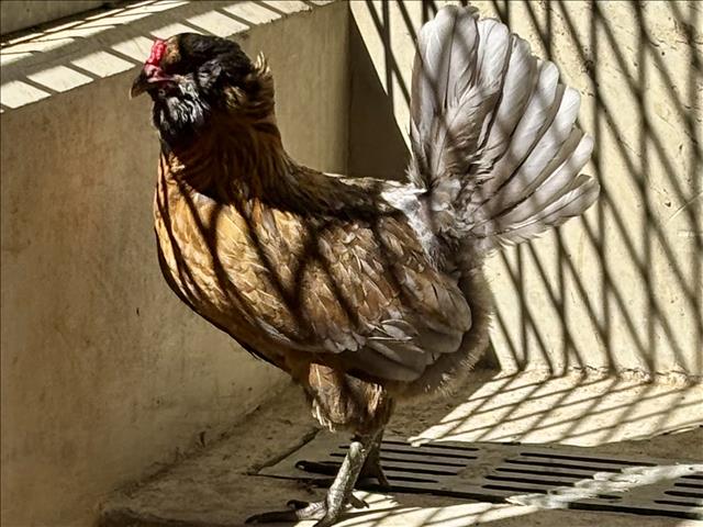Shelter Stray Female Bird last seen , 957 N Gaffey St, San Pedro, CA 90731, USA