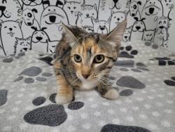 Shelter Stray Female Cat last seen , 957 N Gaffey St, San Pedro, CA 90731, USA