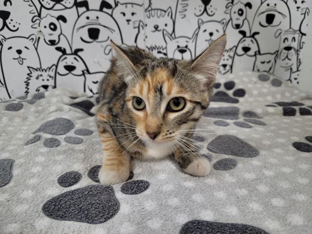 Shelter Stray Female Cat last seen , 957 N Gaffey St, San Pedro, CA 90731, USA