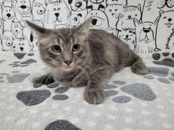 Shelter Stray Male Cat last seen , 957 N Gaffey St, San Pedro, CA 90731, USA