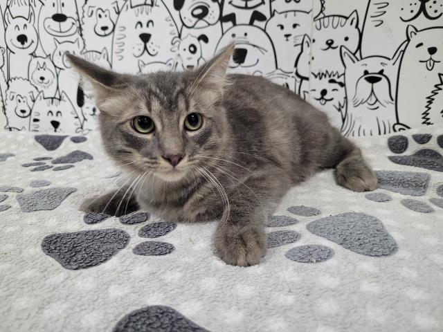Shelter Stray Male Cat last seen , 957 N Gaffey St, San Pedro, CA 90731, USA