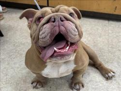 Shelter Stray Male Dog last seen , 957 N Gaffey St, San Pedro, CA 90731, USA