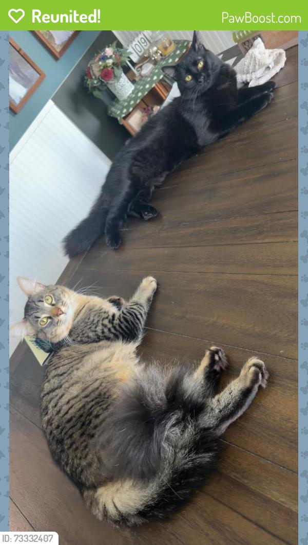 Reunited Male Cat last seen Imperial Lakes, Mulberry, FL 33860