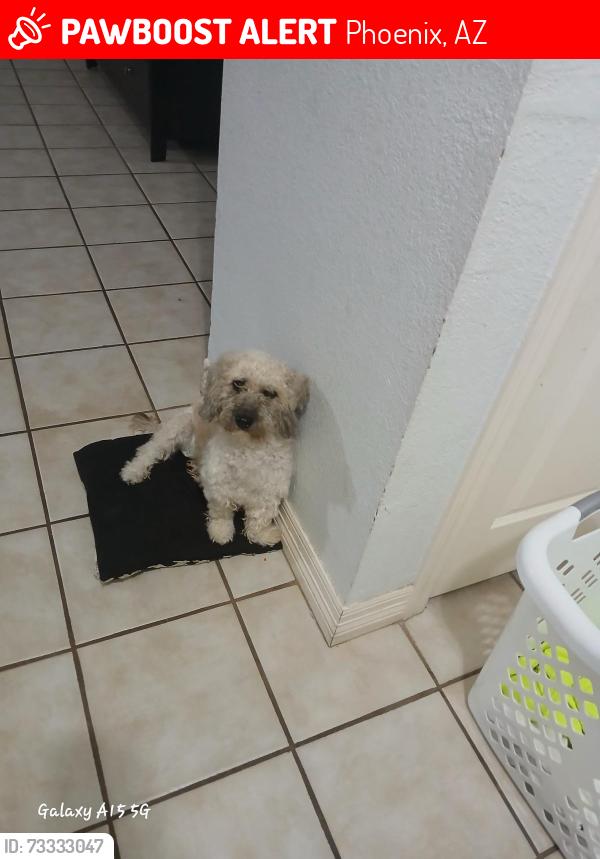 Lost Female Dog last seen Near ave vanburen addams, Phoenix, AZ 85009